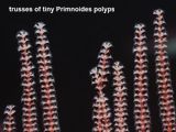 Primnoides polyps
