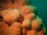 a massive boring sponge Cliona celata, Maurea punctulata