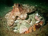 mating octopus