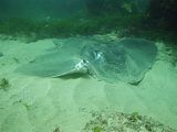 short tailed stingray with chopped tail and struck by propeller  Dasyatis thetidis