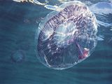 jellyfish in cold water