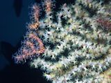 white zoanthid anemones invading a mauve gorgonean tree