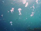 a plague of stinging jellyfish Pelagia noctiluca