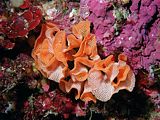 orange bryozoan coral 'sea carnation' Hippellozoon movaezelandiae