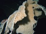 decay: drooping sponges invading a kelp