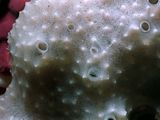 inlet pores and outlet ports of a white sponge in super closeup