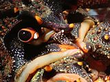 super closeup of the intricate face of a red crayfish Jasus edwardsi