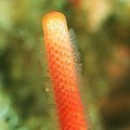 super detail of invisible polyps on a stick bryozoa.