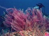 purple sea firs in deep water