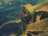 degradation: the kelp fronds are like cardboard