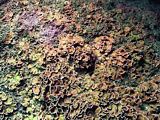 hardy calcareous stone-leaf algae Lithothamnion sp