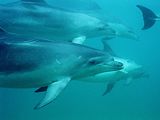 bottlenose dolphins in a playful mood