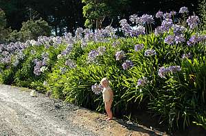 An inviting bed of blue agapanthus