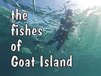 Fishes of Goat Island video slide show